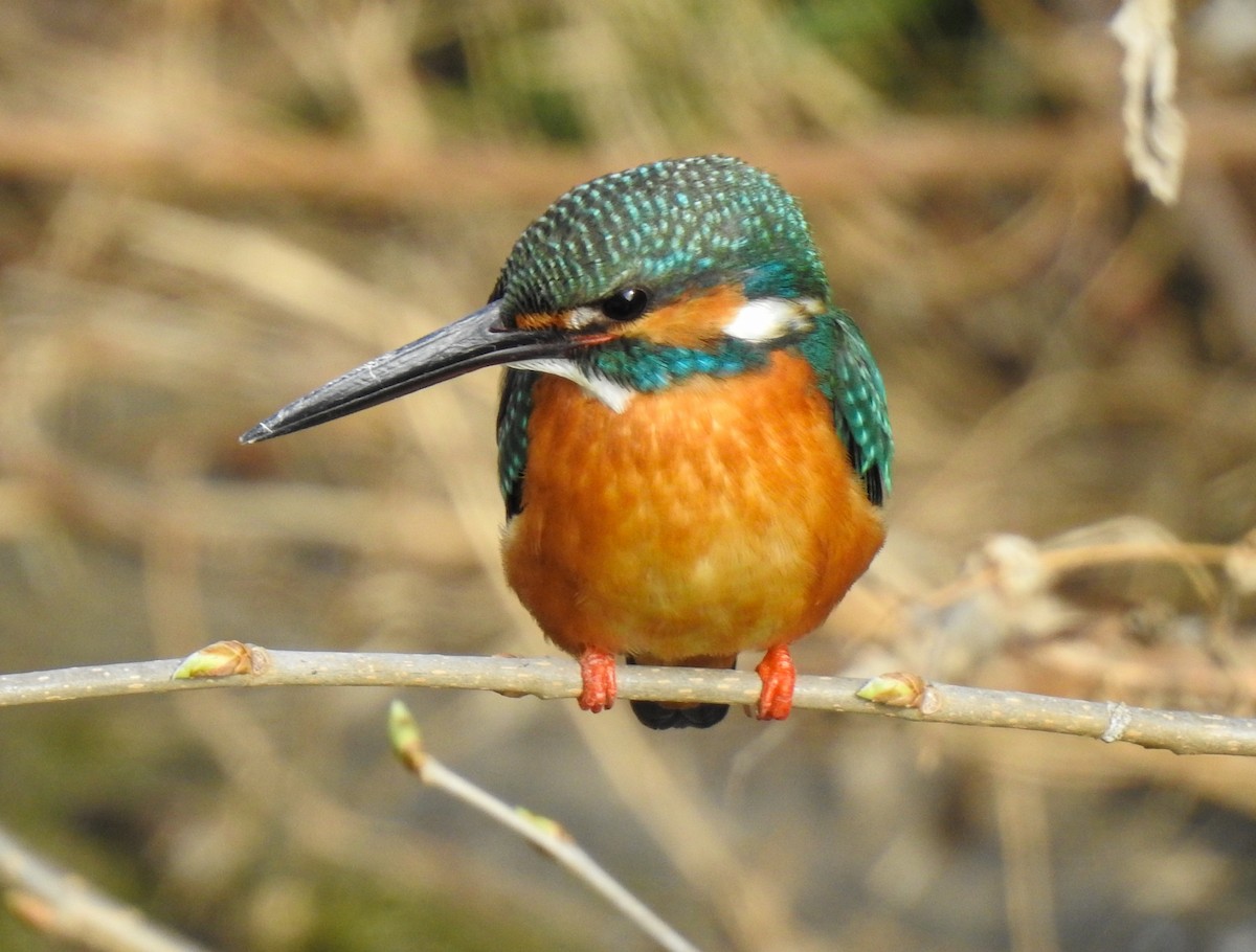 Номин шогшир - ML317672051