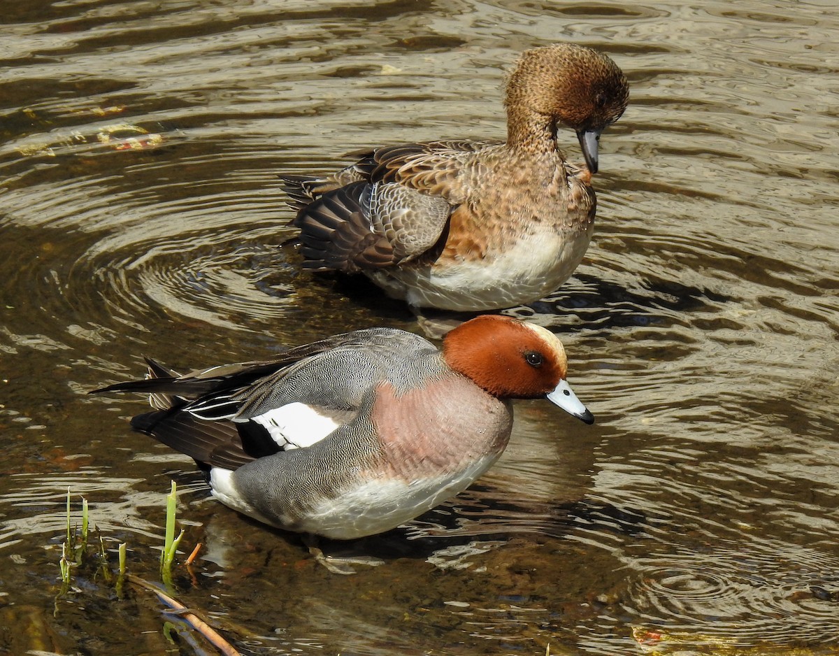 Зээрд нугас - ML317672171