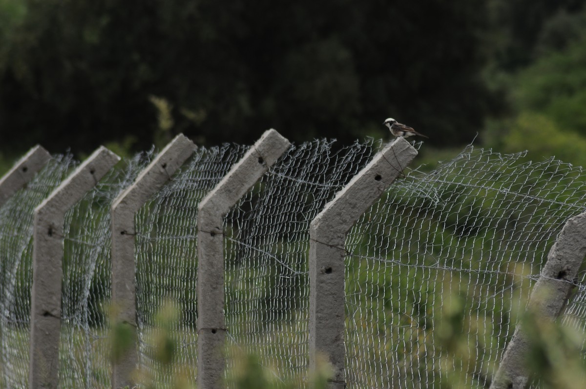 White-rumped Shrike - ML317674801