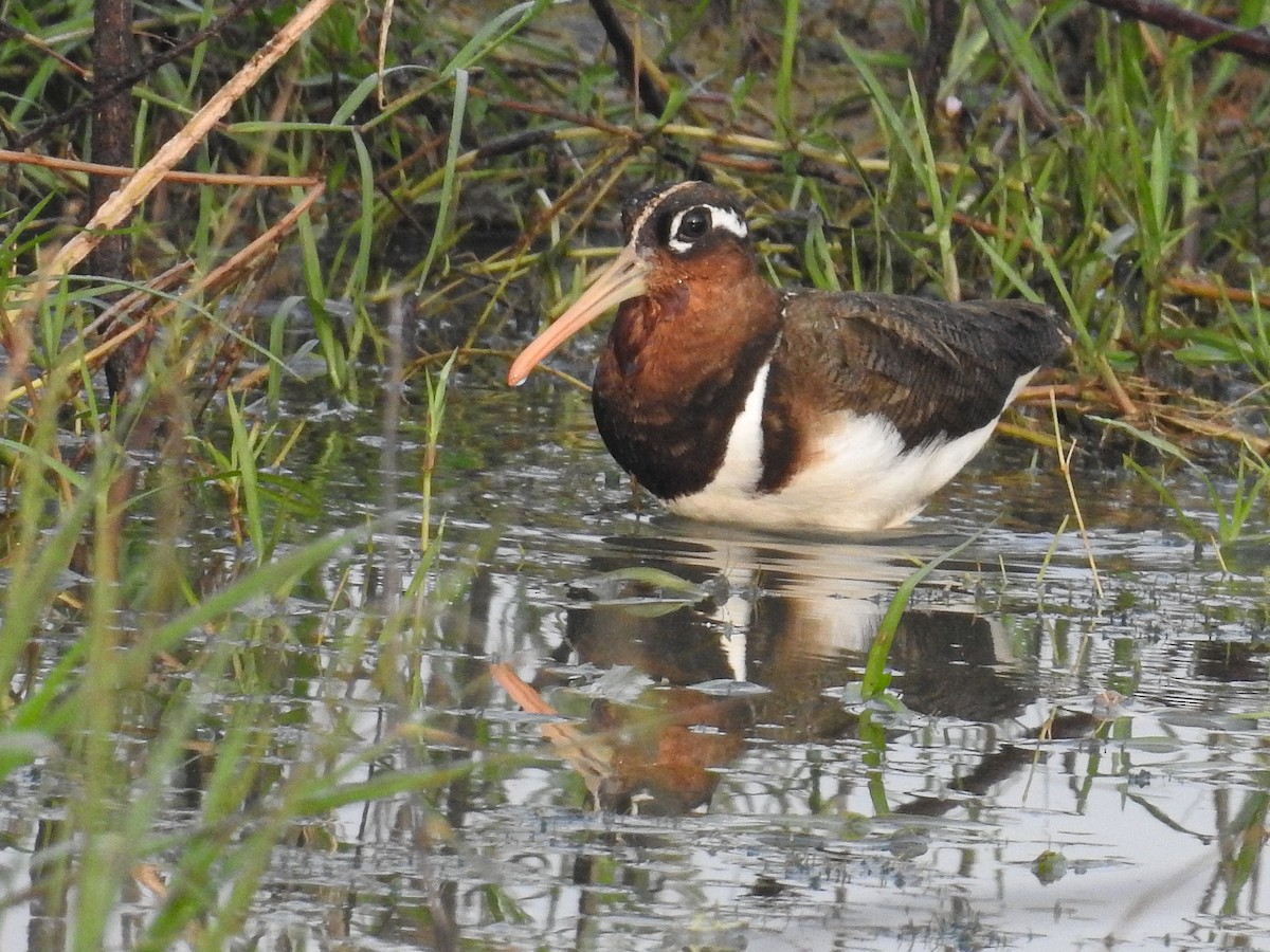 Greater Painted-Snipe - ML317675191