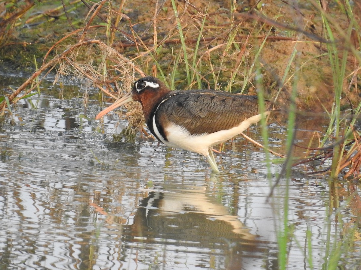 Greater Painted-Snipe - ML317675581