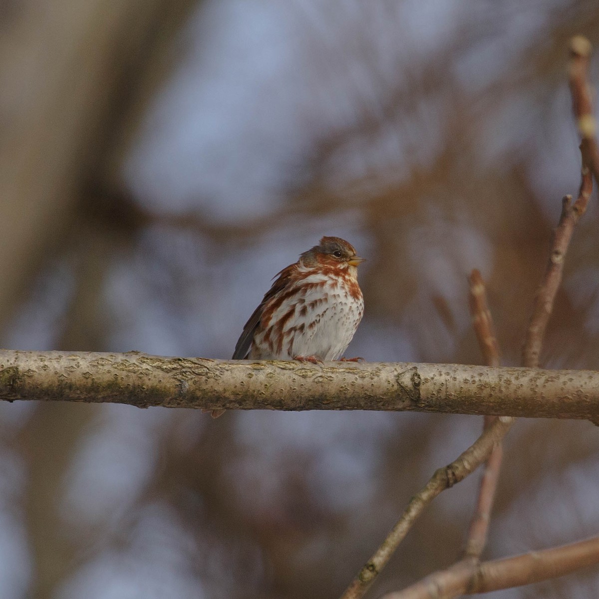 Fox Sparrow - ML317676021