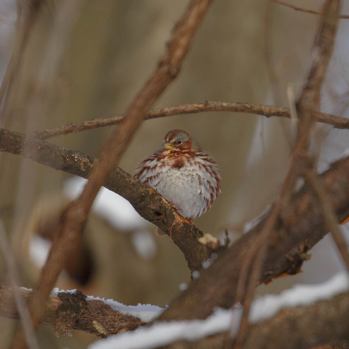 Fox Sparrow - ML317676031