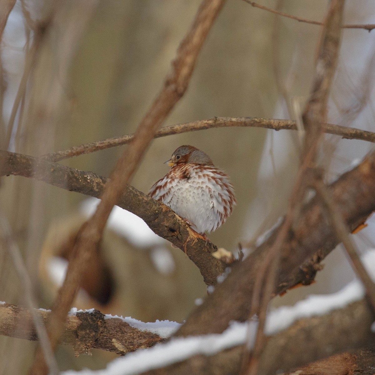 Fox Sparrow - ML317676051