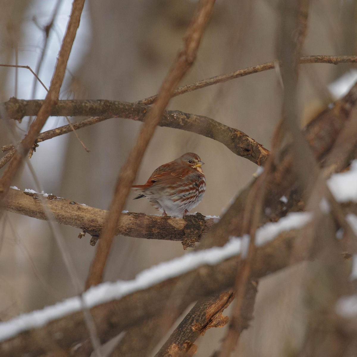 Fox Sparrow - ML317676071