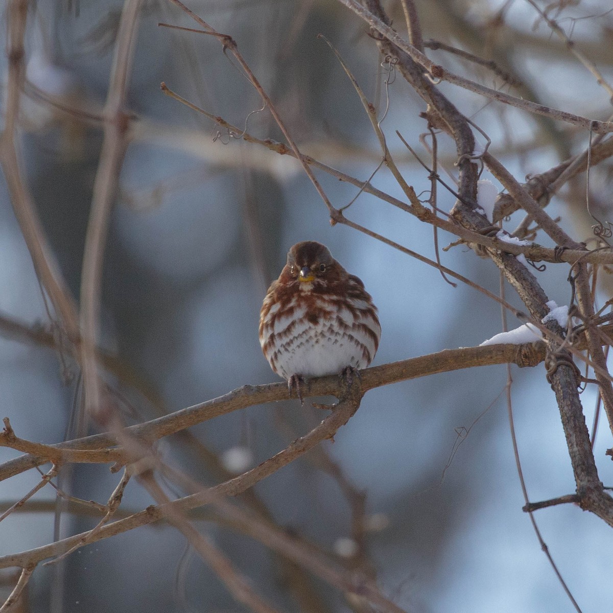 Fox Sparrow - ML317676081