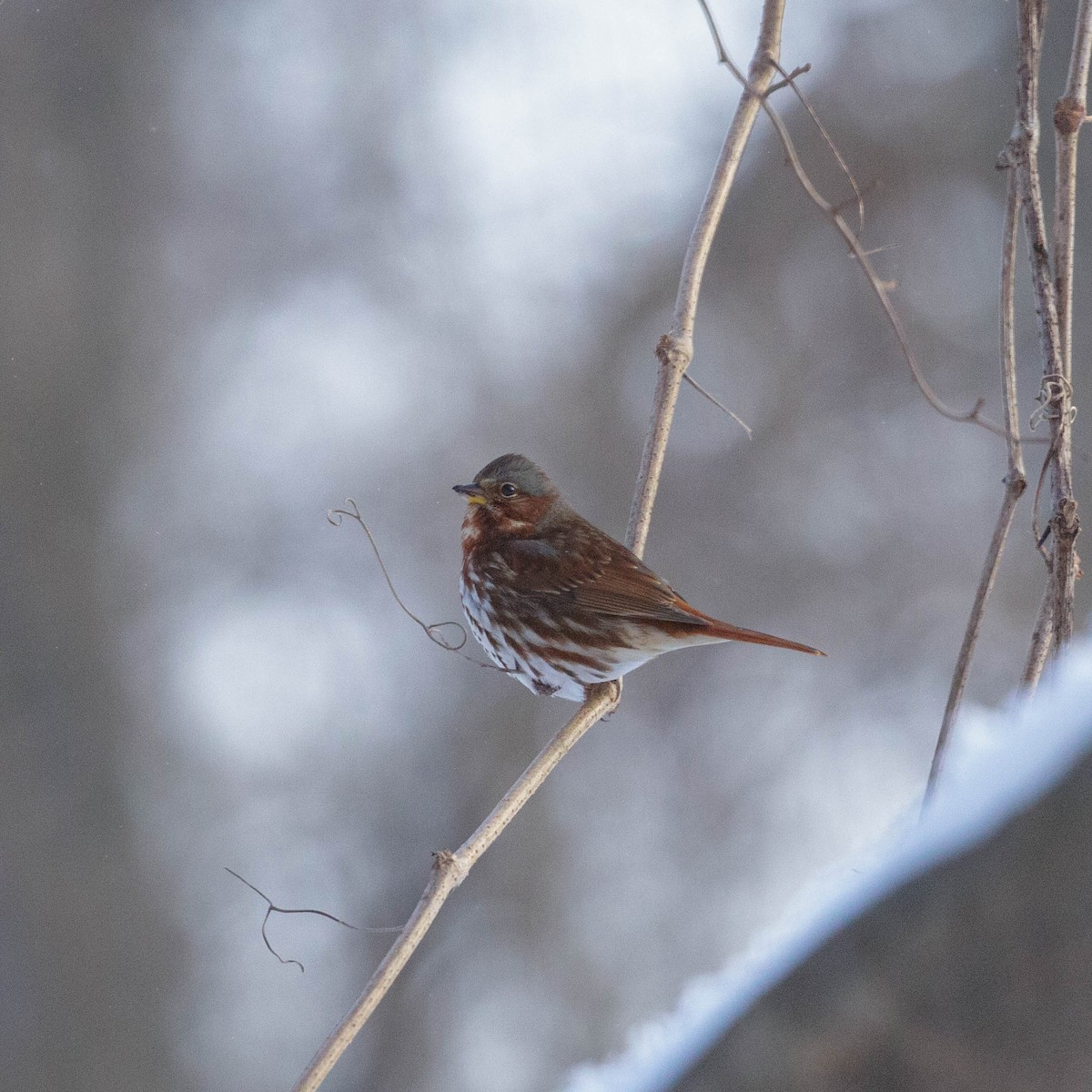 Fox Sparrow - ML317676091