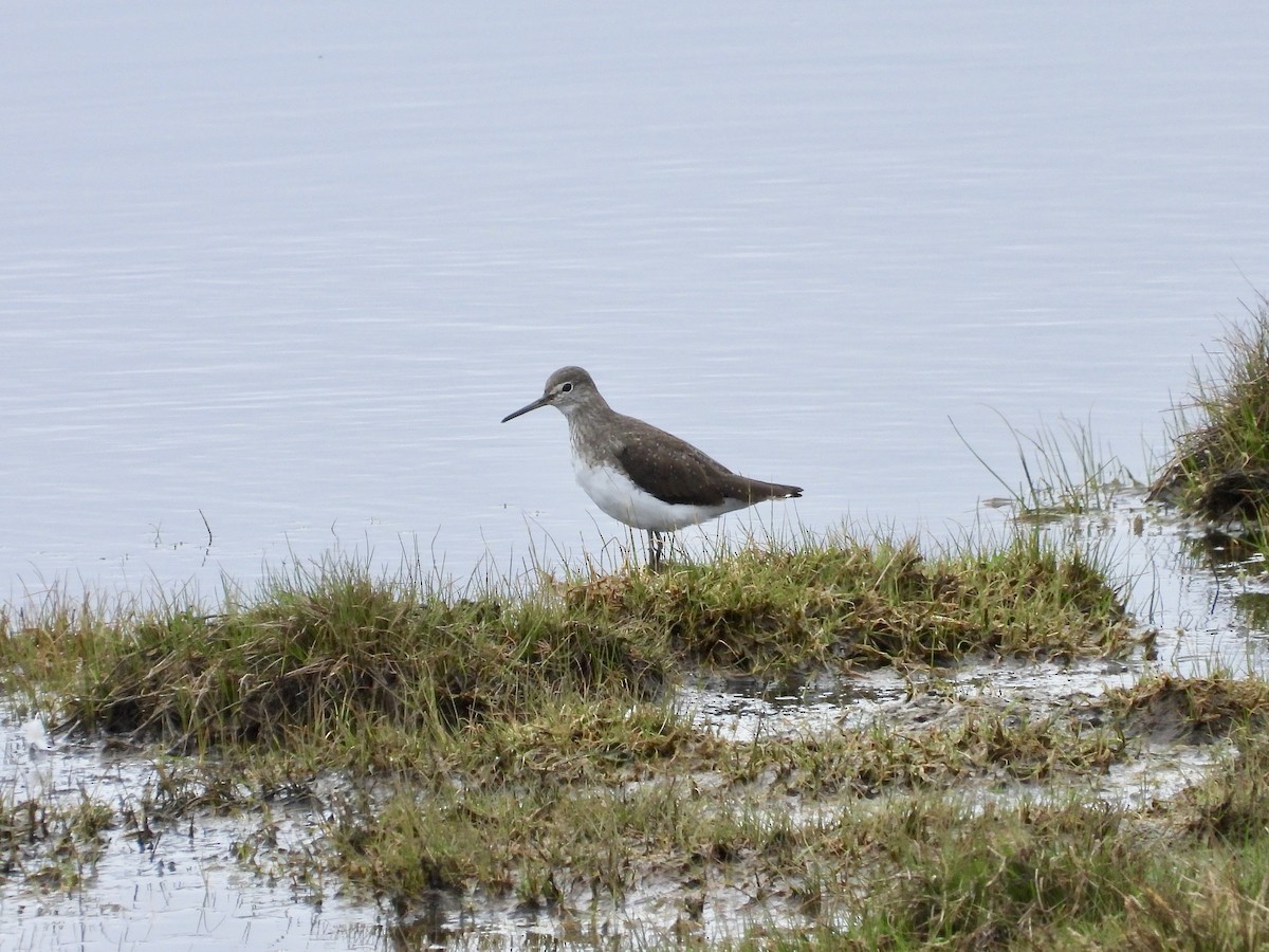 Green Sandpiper - ML317676441