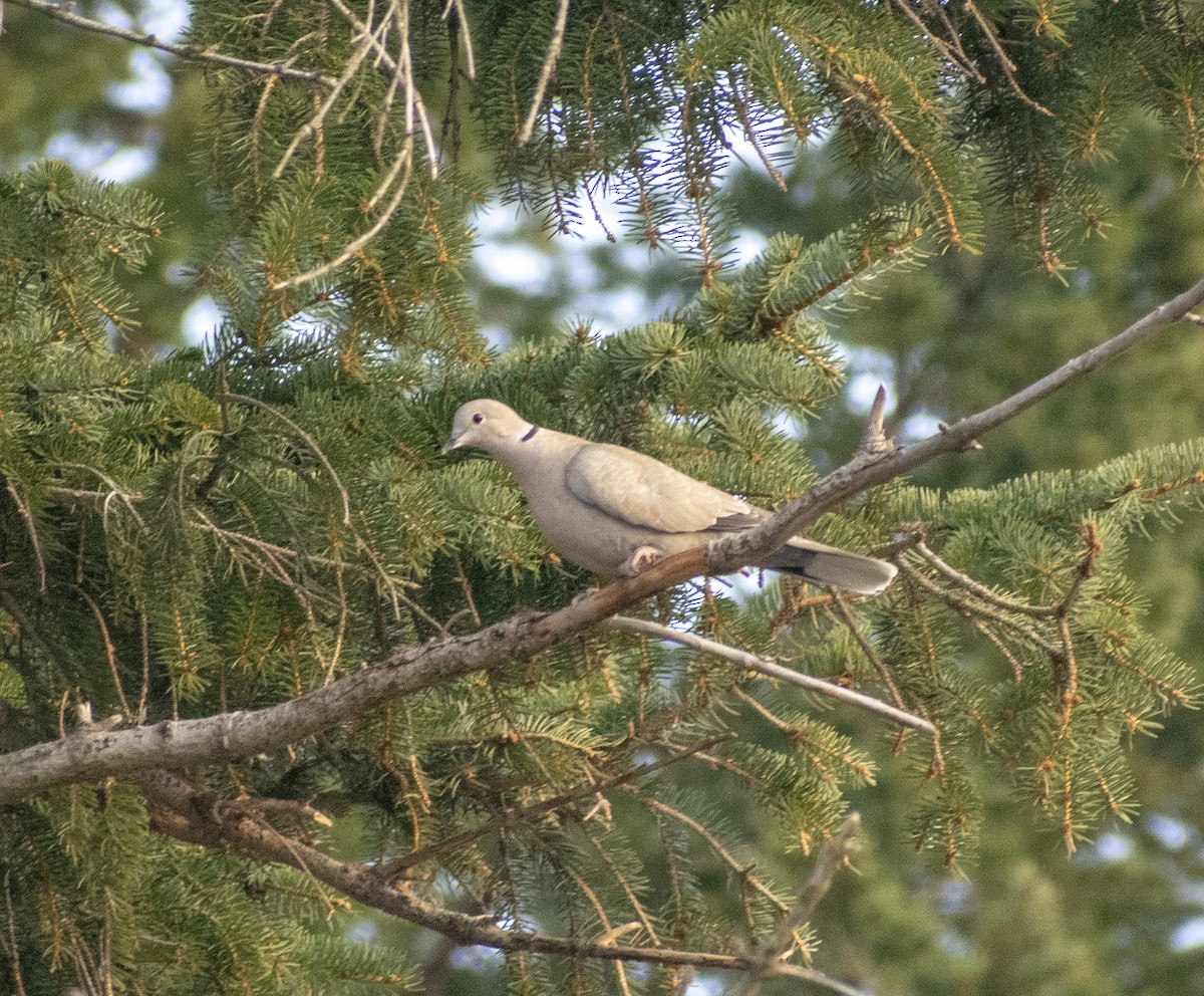 Eurasian Collared-Dove - John E