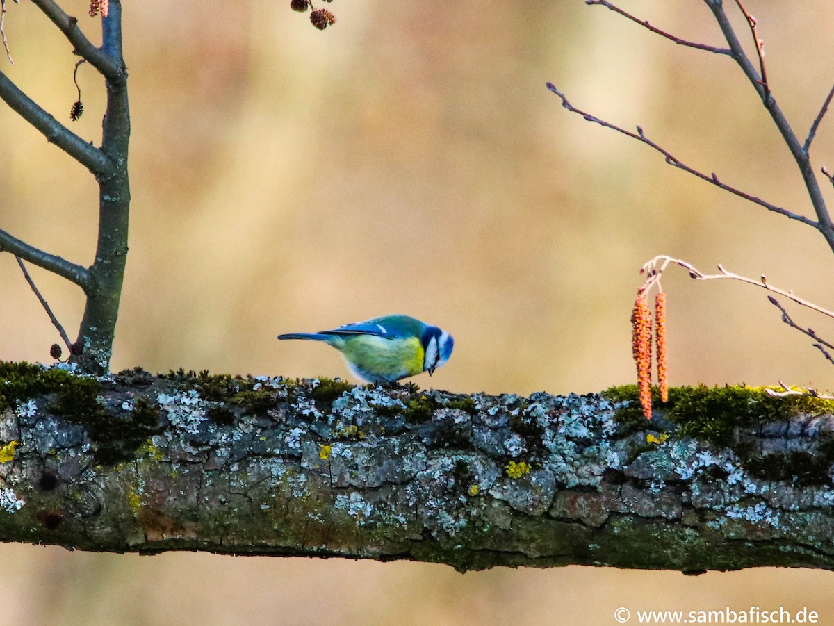 Eurasian Blue Tit - ML317677031