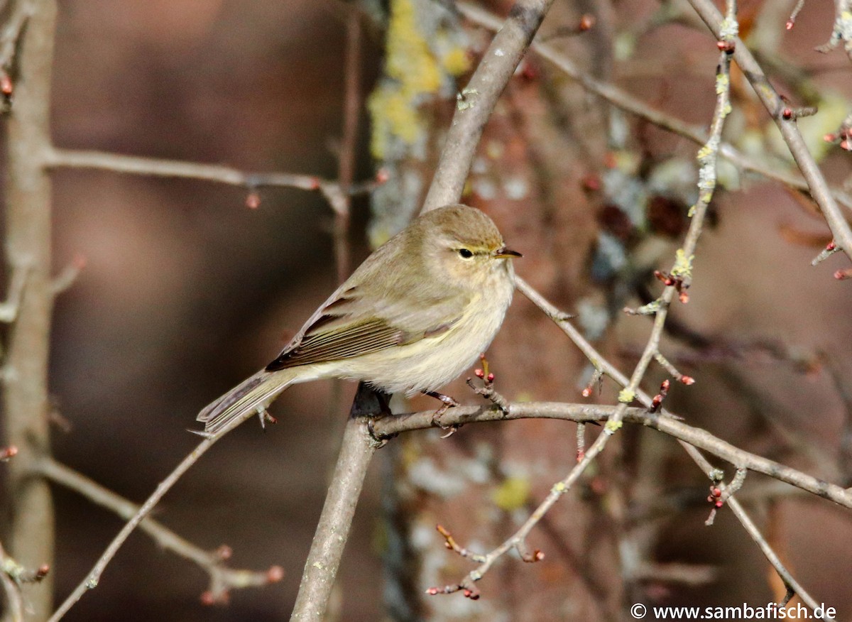 Common Chiffchaff - ML317677091
