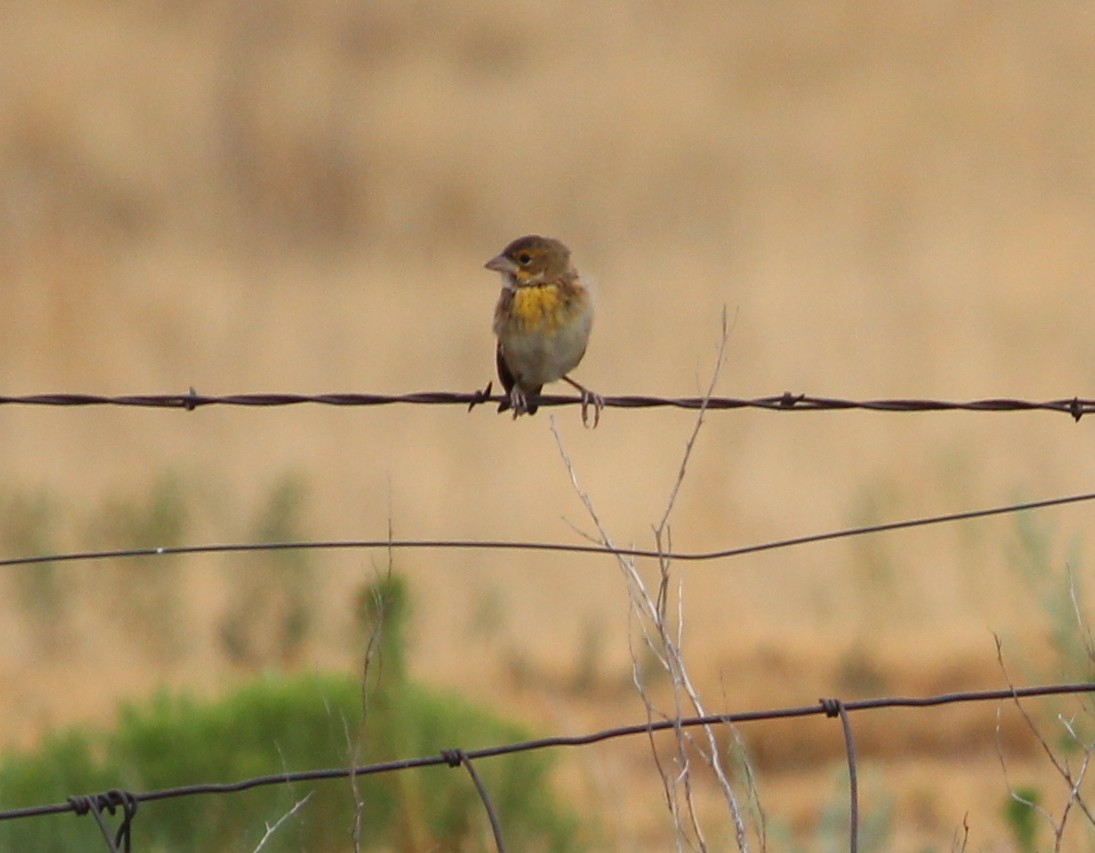 Dickcissel - Jessie  Brantwein