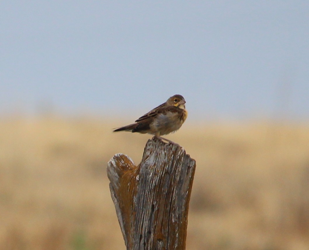 Dickcissel - Jessie  Brantwein