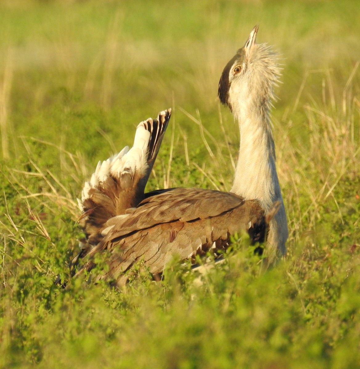 Australian Bustard - ML31767911