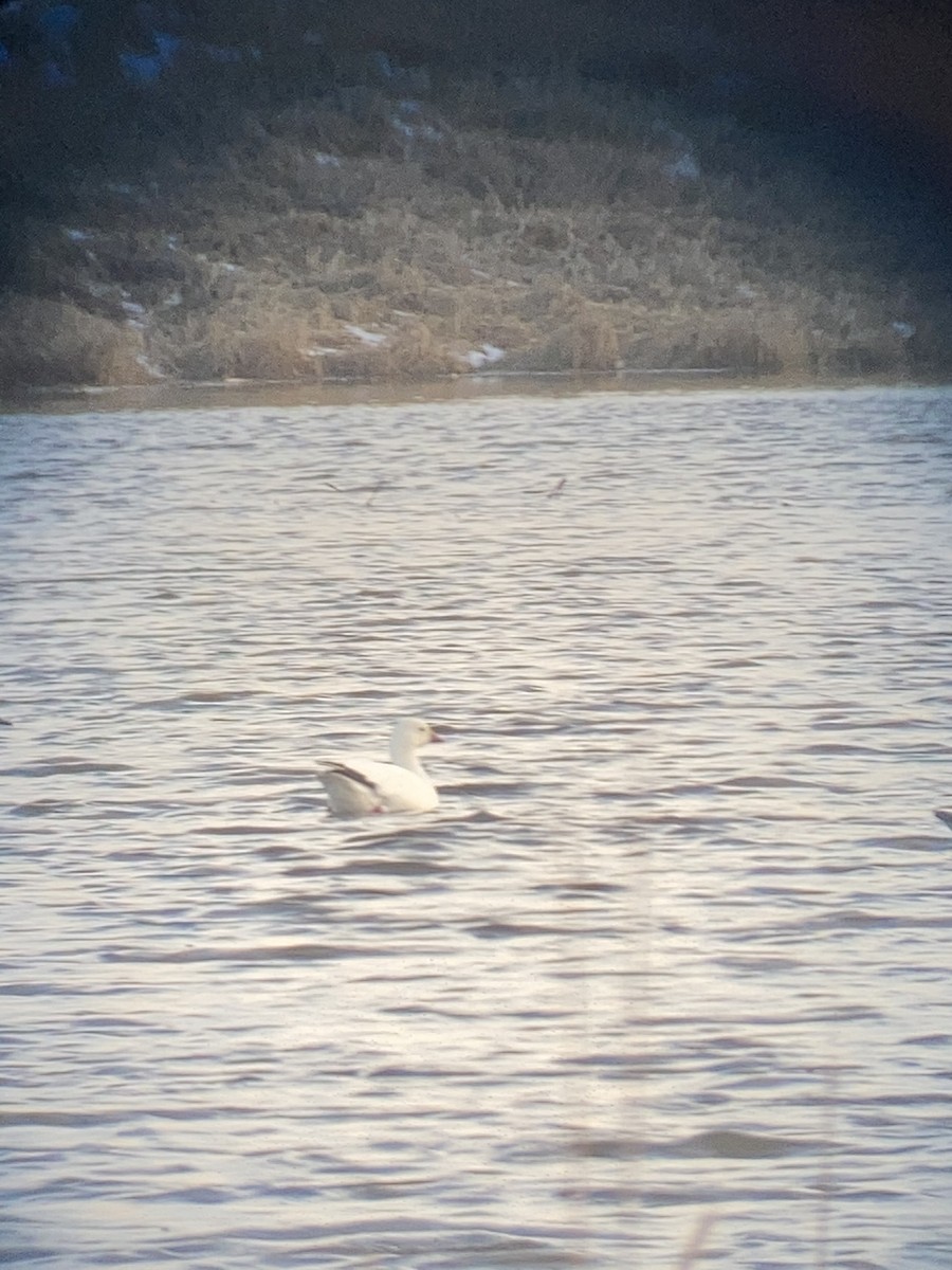 Ross's Goose - ML317679171