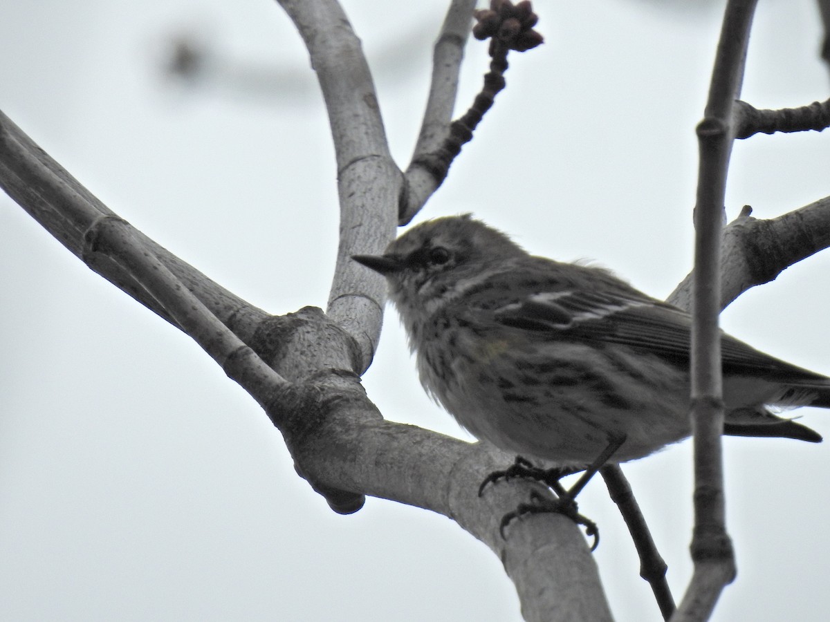 Yellow-rumped Warbler - ML317680091
