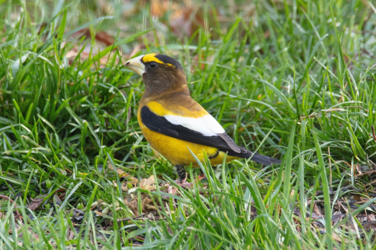 Evening Grosbeak - ML317680631