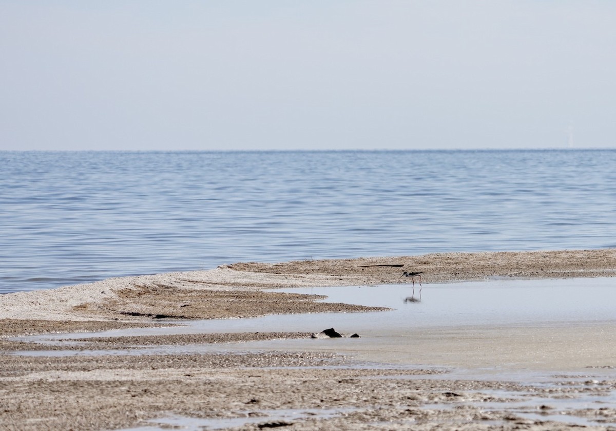 Black-necked Stilt - ML317681231