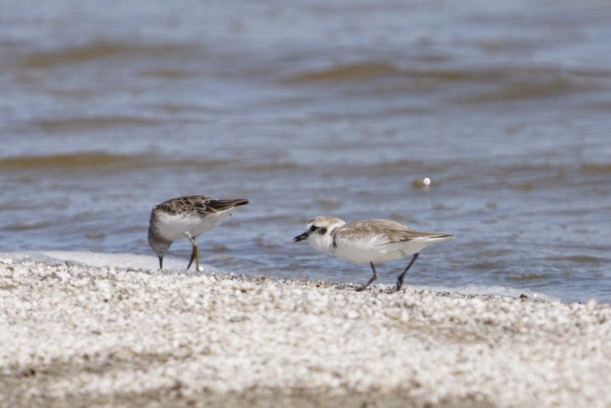 Snowy Plover - ML317681251