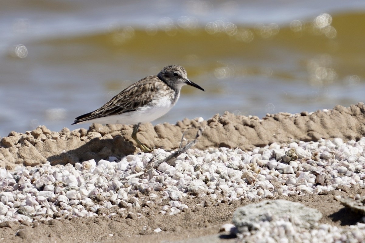 Least Sandpiper - ML317681271