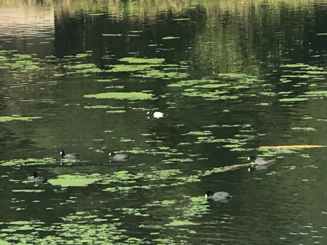 Lesser Scaup - ML317681731