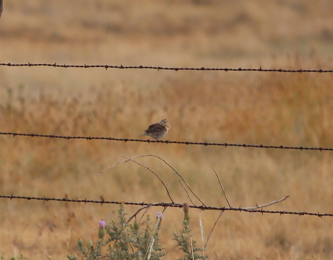 Grasshopper Sparrow - ML31768181