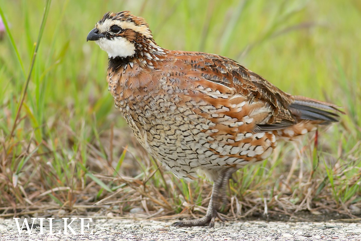 Northern Bobwhite - ML31768371