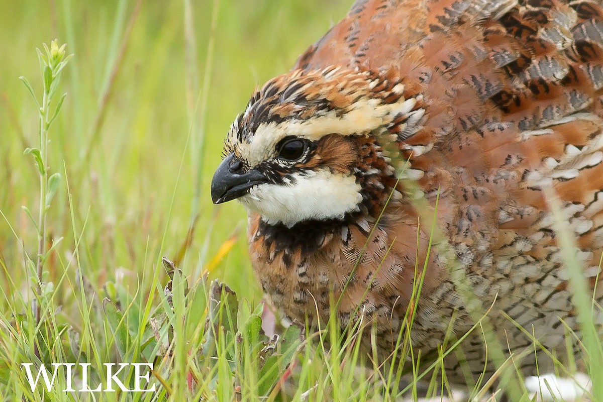 Northern Bobwhite - John Wilke