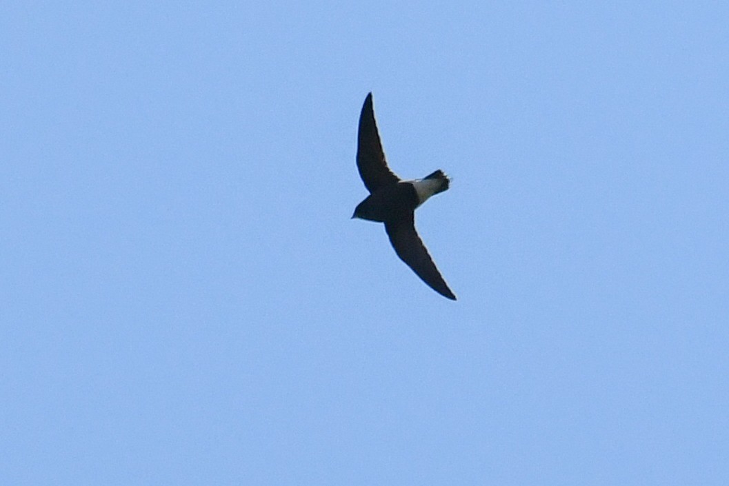 Brown-backed Needletail - Vivek Sudhakaran