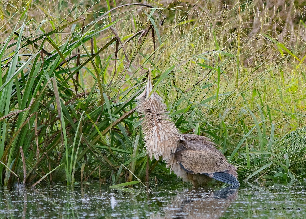 American Bittern - ML317685671