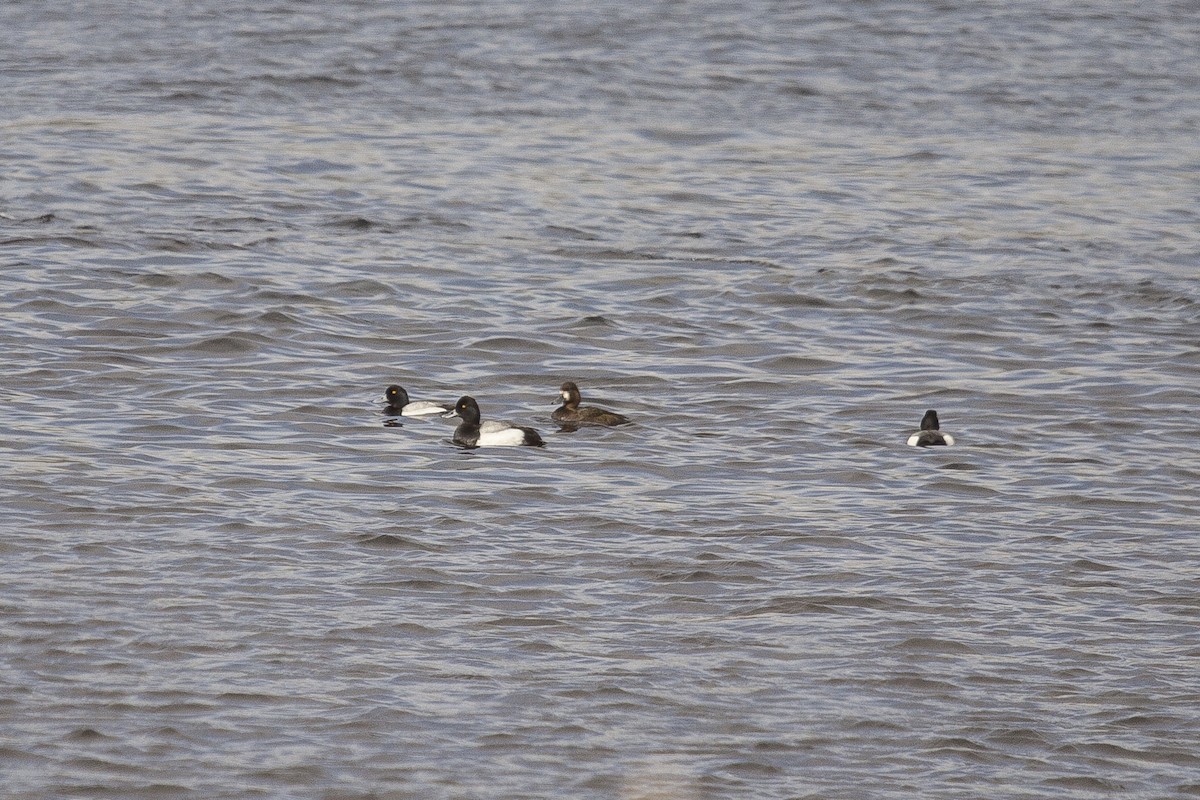 Greater Scaup - ML317686021