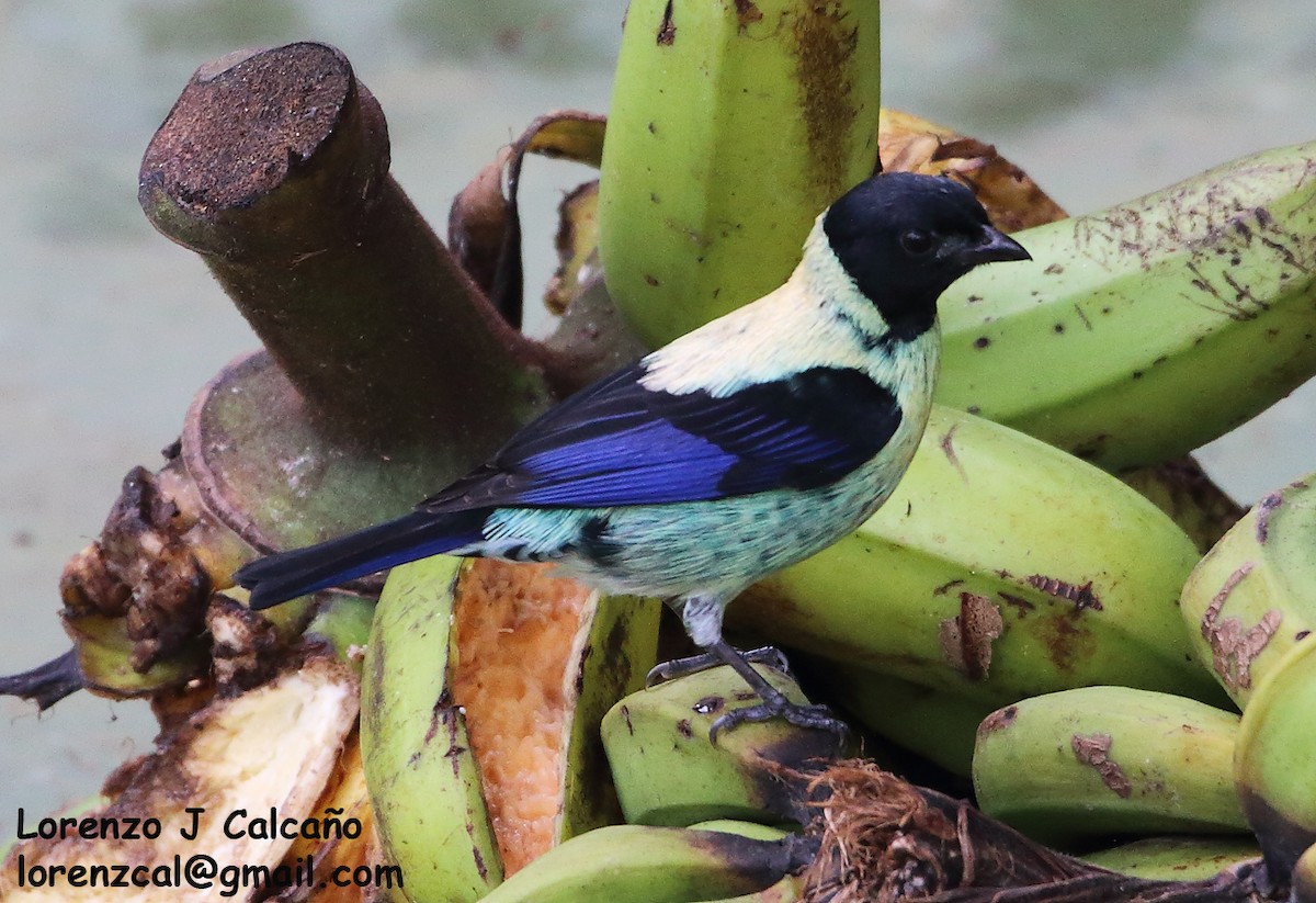 Black-headed Tanager - ML317688261