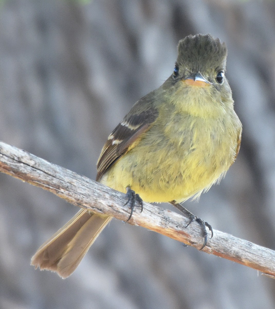 Western Flycatcher (Cordilleran) - ML31768831