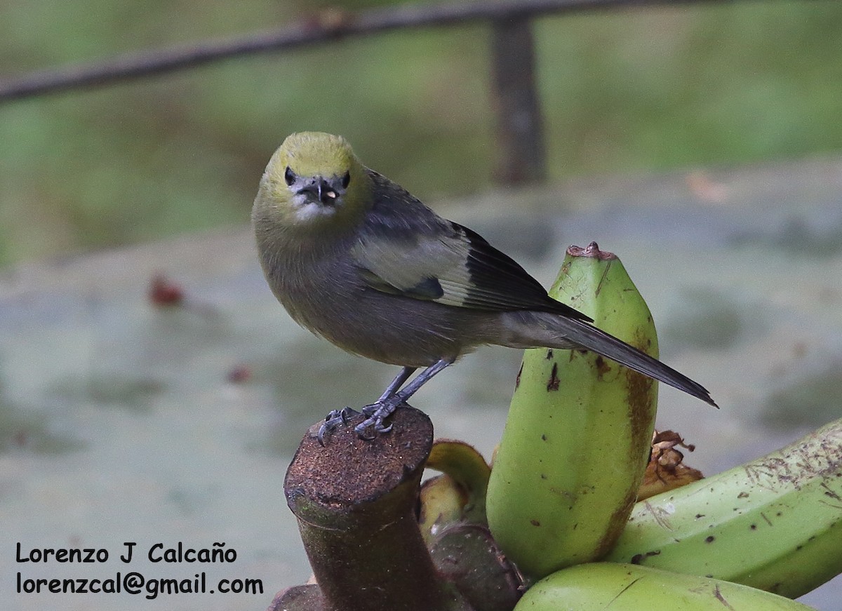 Palm Tanager - ML317688361