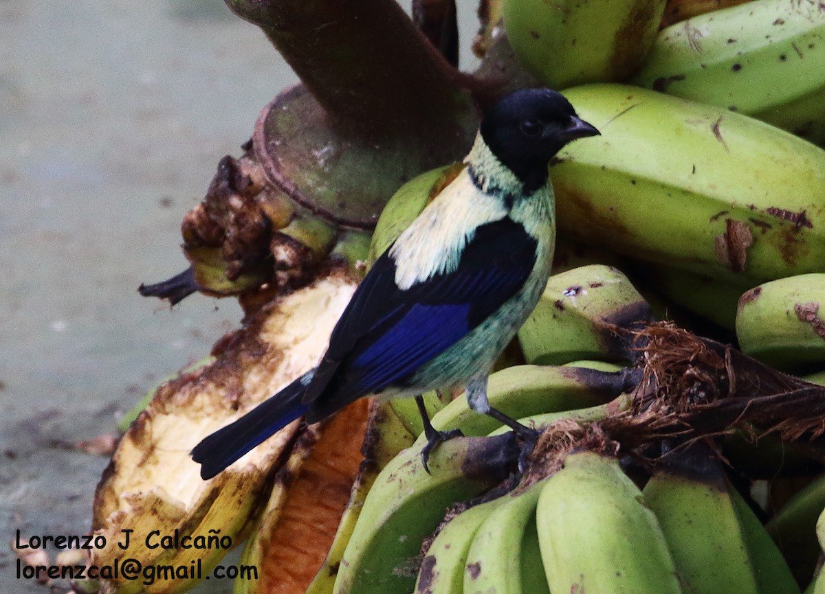 Black-headed Tanager - ML317688371