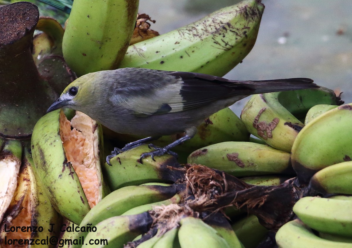 Palm Tanager - ML317688391