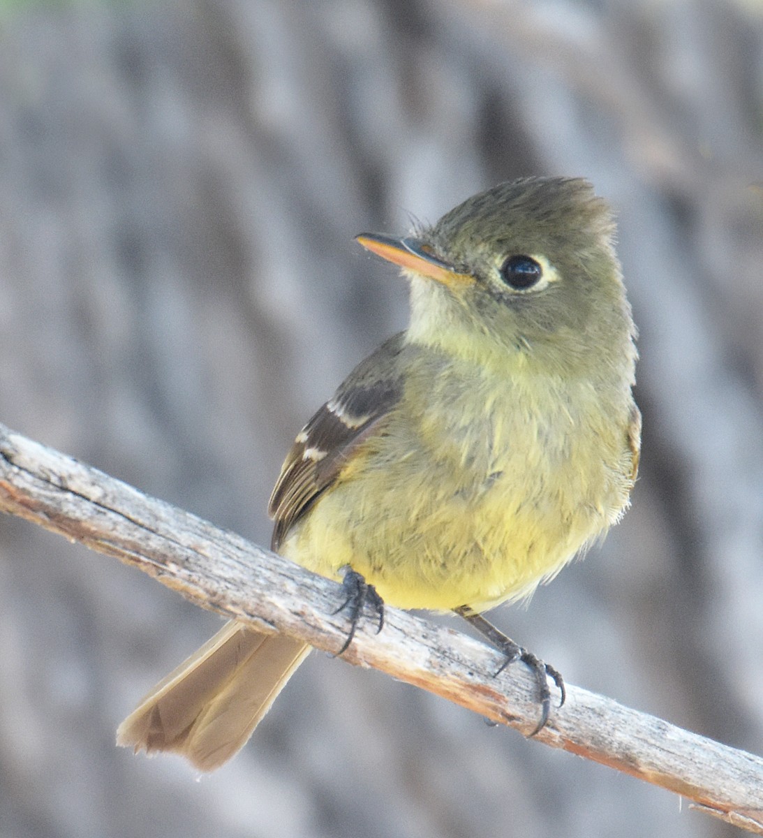 Western Flycatcher (Cordilleran) - ML31768841