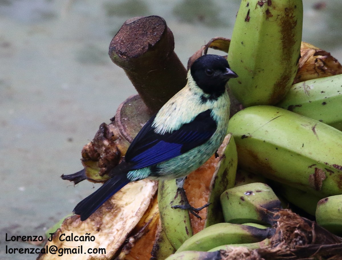 Black-headed Tanager - ML317688411