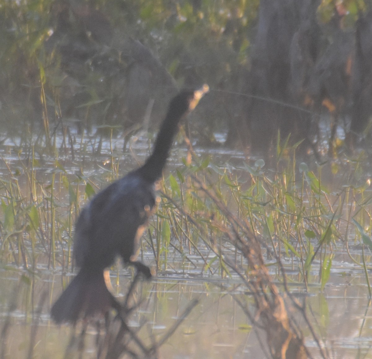 Double-crested Cormorant - ML31769161