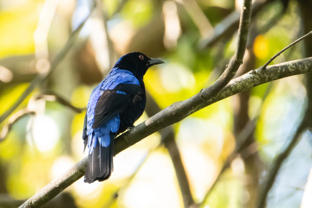 Asian Fairy-bluebird - Jisha Rajesh