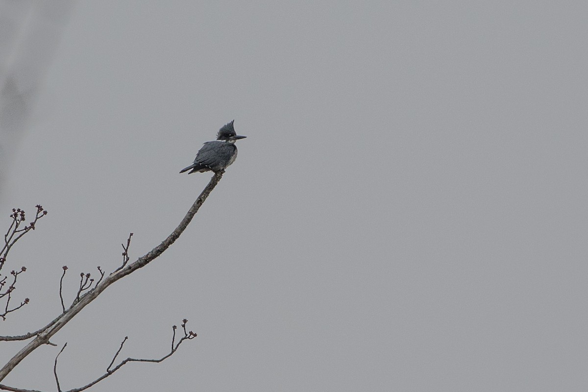 Belted Kingfisher - ML317695491