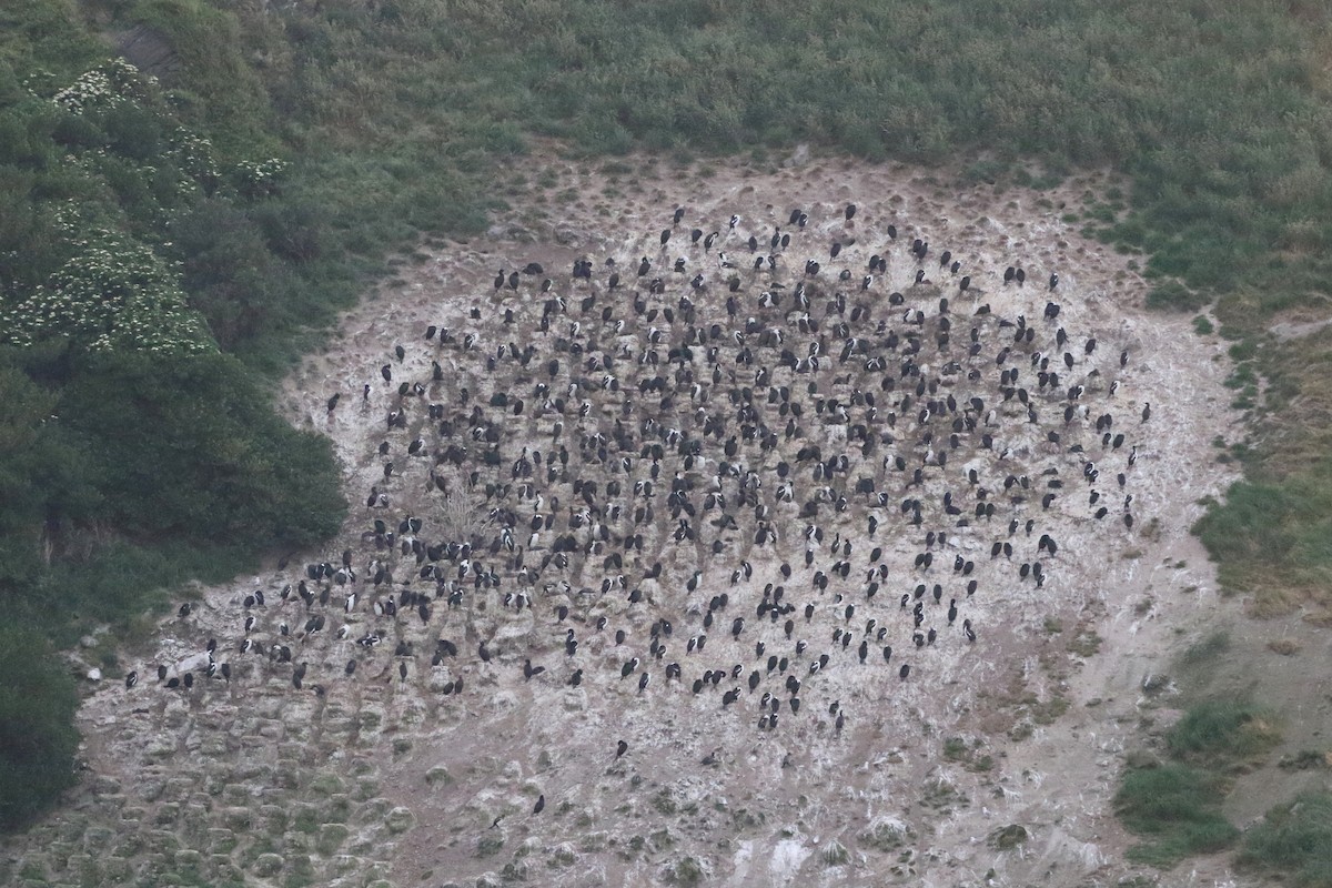 Cormorán de Stewart (chalconotus) - ML317695751