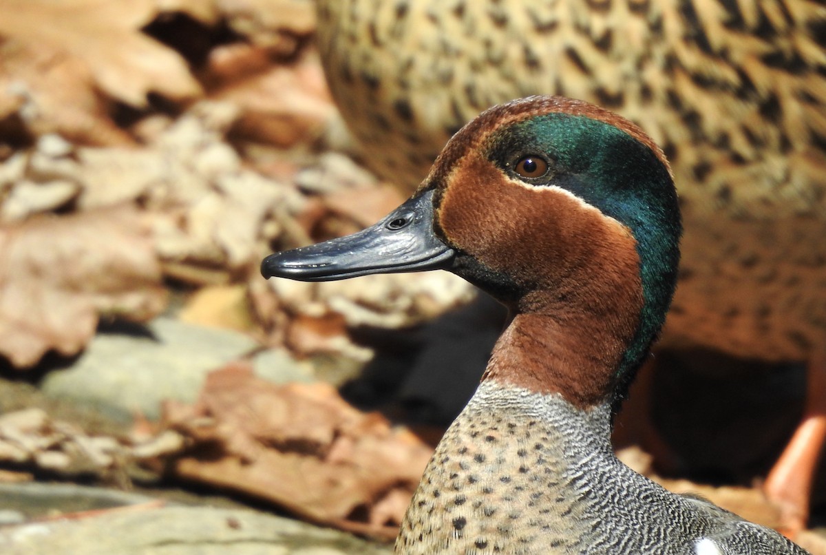 Green-winged Teal (American) - ML317698011