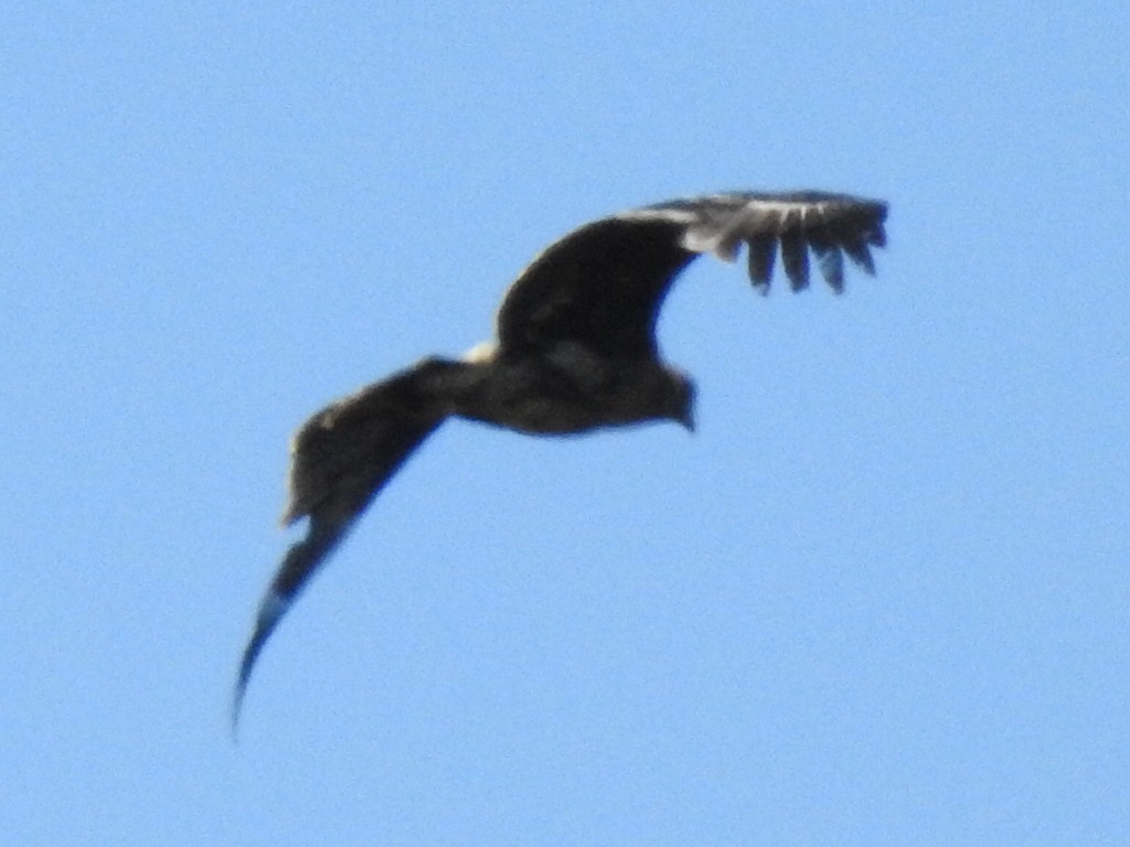 Greater Spotted Eagle - ML317699051