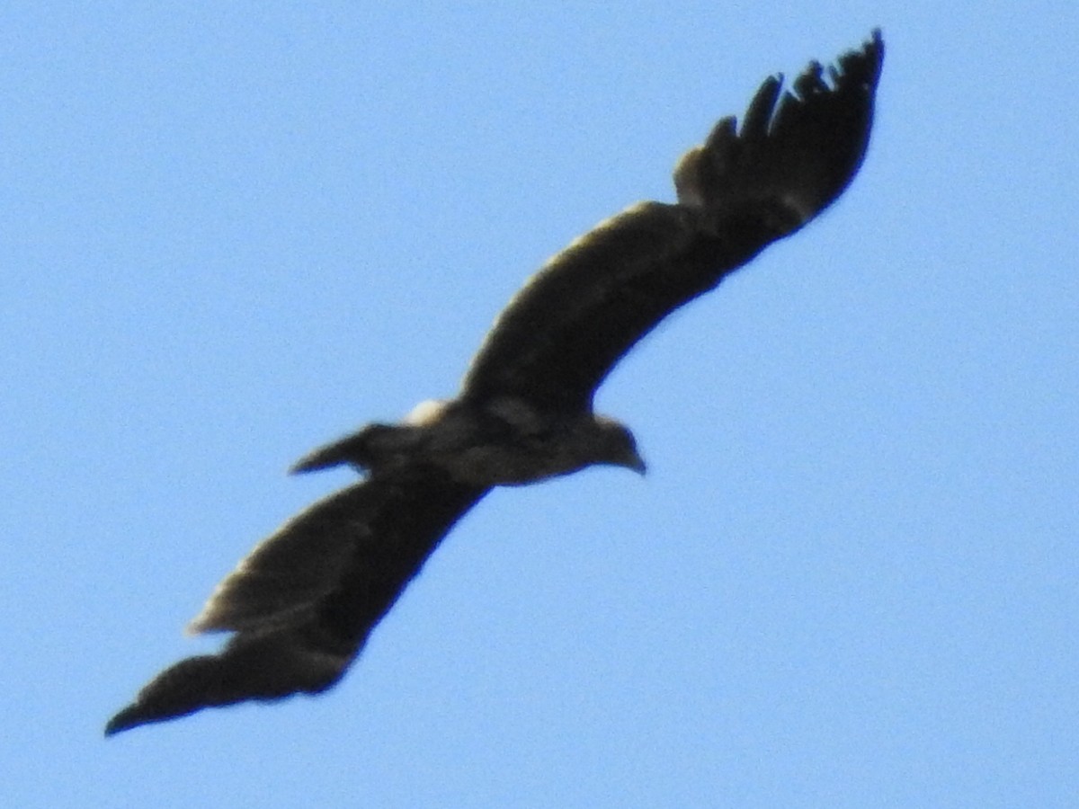 Greater Spotted Eagle - ML317699061