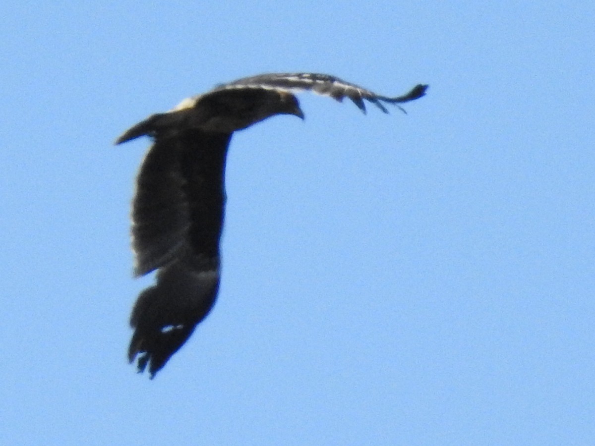 Greater Spotted Eagle - ML317699071