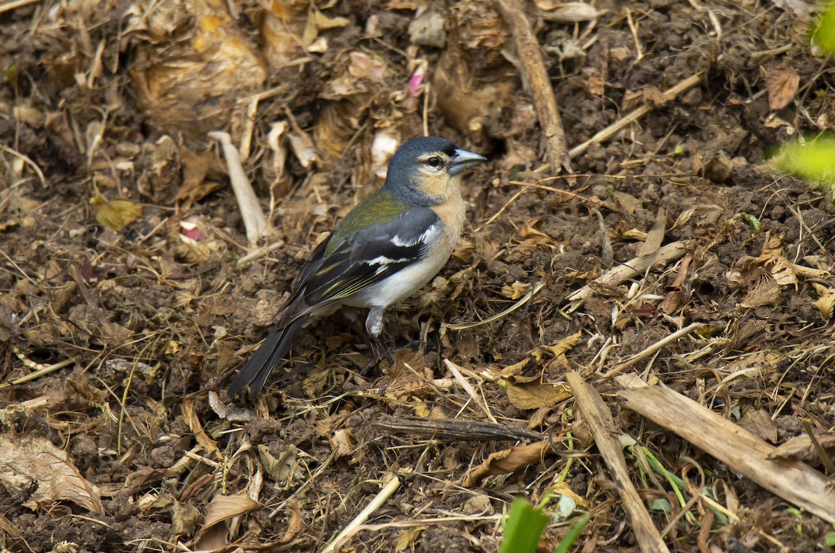 Azores Chaffinch - ML317700531