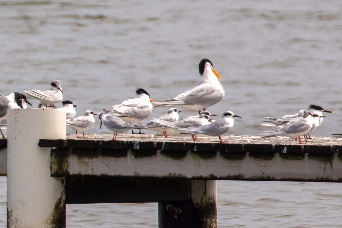 Royal Tern - ML317701901