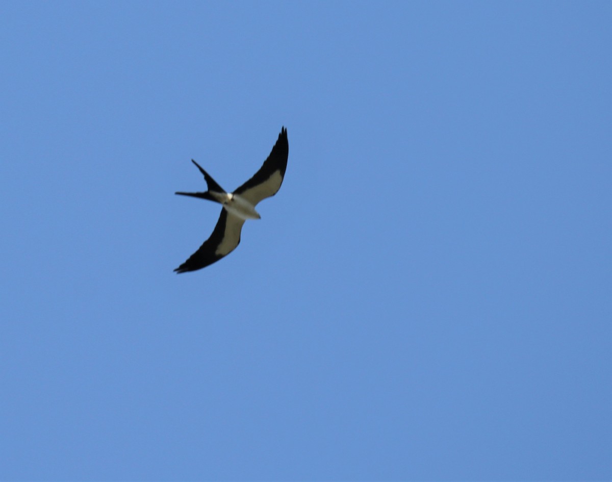 Swallow-tailed Kite - Lawrence Gardella