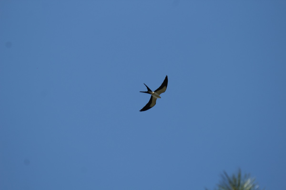 Swallow-tailed Kite - Lawrence Gardella